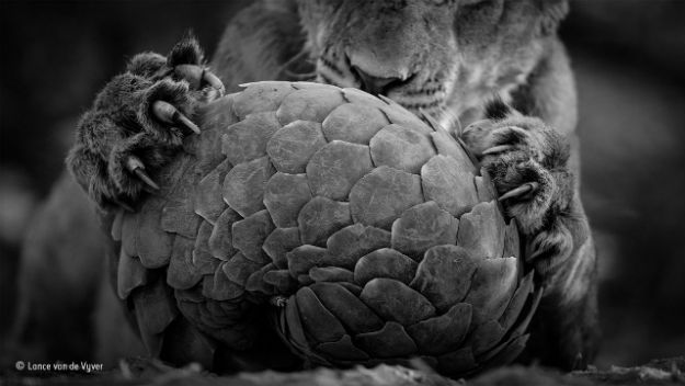 © Lance-van-de-Vyver_Wildlife Photographer of the year Black and White Finalist