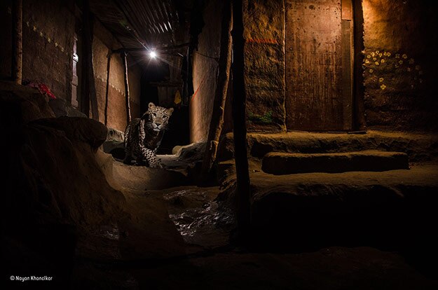 ©-Nayan-Khanolkar_Wildlife-Photographer-of-the-Year_-Urban-winner