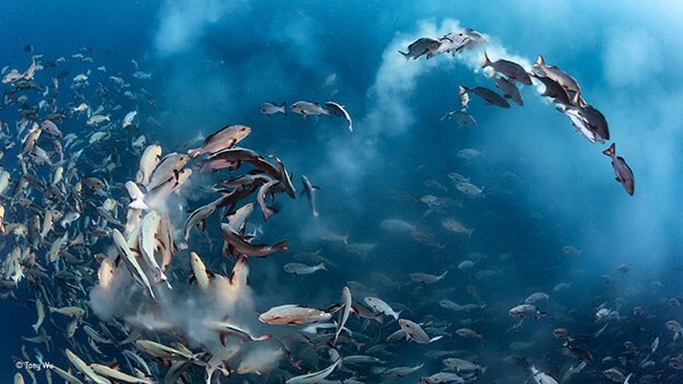 ©-Tony-Wu_Wildlife-Photographer-of-the-Year_-Under-Water-winner