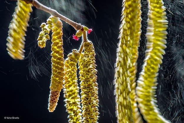 ©-Valter-Binotto_Wildlife-Photographer-of-the-Year_-Plants-winner