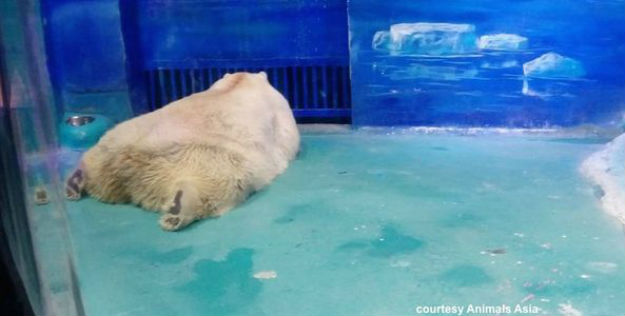 The saddest zoo in the world is in China and it is called so for a reason |  