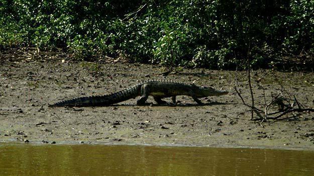 Bhitarkanika-crocodile