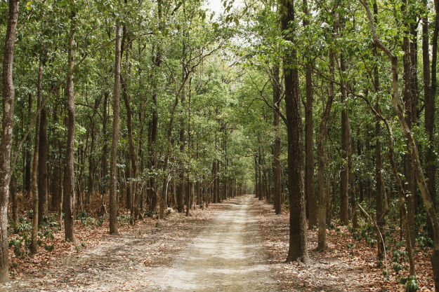 Jim Corbett