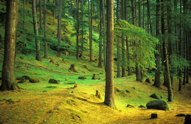 Photograph: sabamonin/Creative Commons
