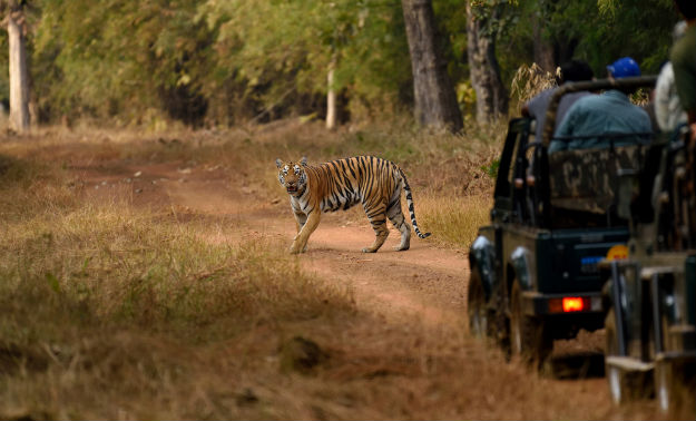 Tiger safari
