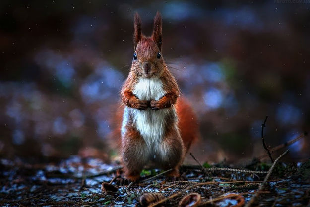 animal-portraits-sergey-polyushko-11