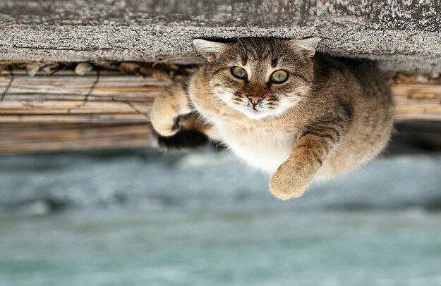 animal-portraits-sergey-polyushko-3