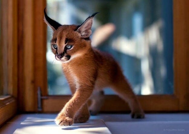 animal-portraits-sergey-polyushko-7