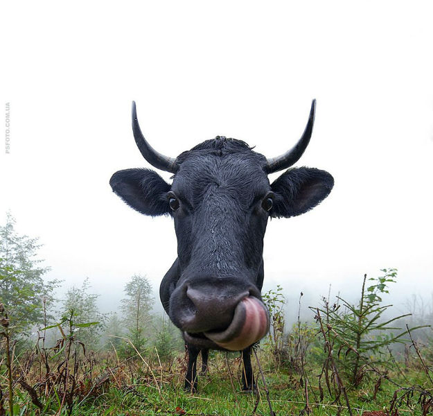 animal-portraits-sergey-polyushko-8