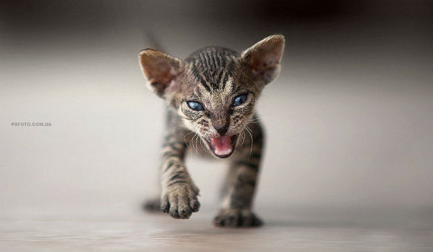 animal-portraits-sergey-polyushko-9