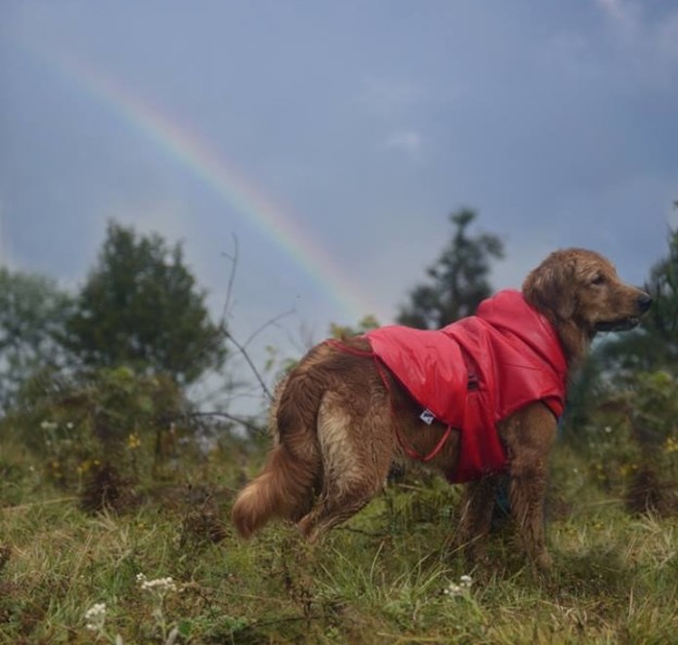 dog 7