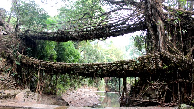 Nongriat-living-root-bridge