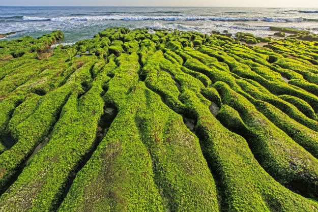 Taiwan green