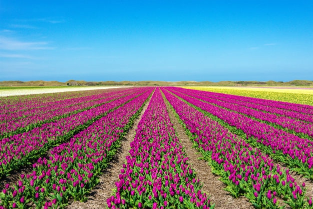 Texel