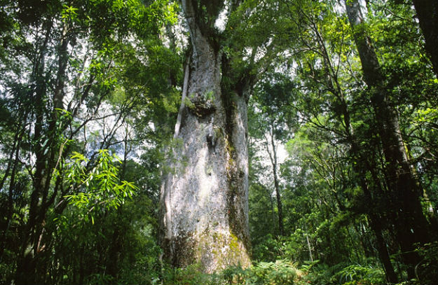 waipoua-kauri-forest-600
