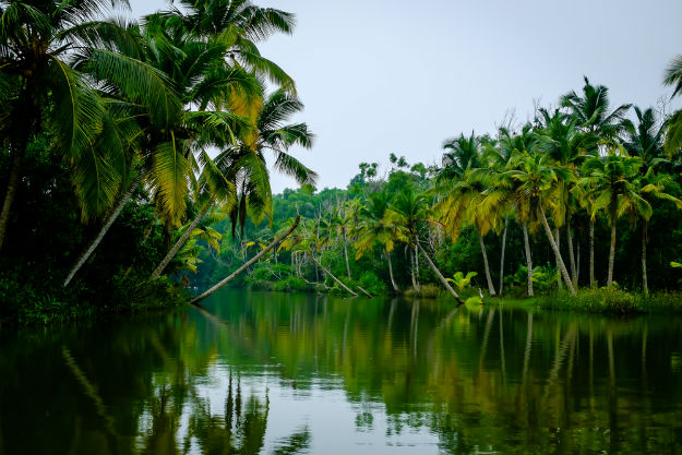 Kerala-Poovar