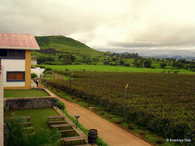 Sula Vineyards, Photograph Courtesy: Annanya Deb/Creative Commons