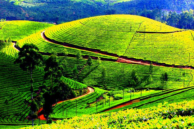 munnar