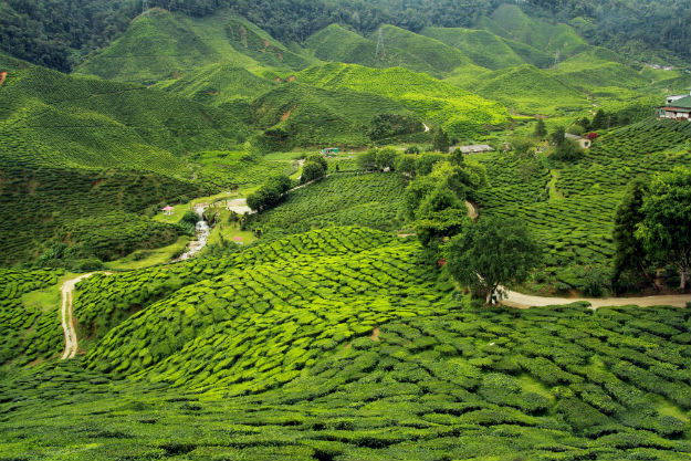 Darjeeling