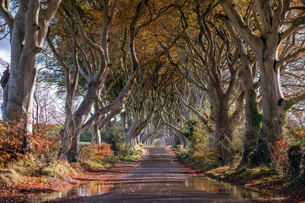 Dark hedges