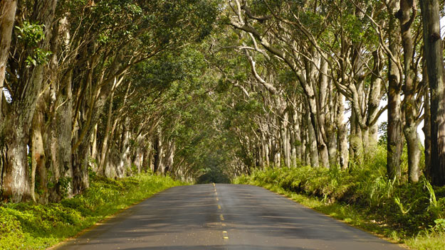 Eucalyptus
