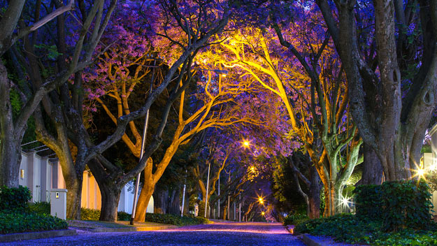 Jacaranda
