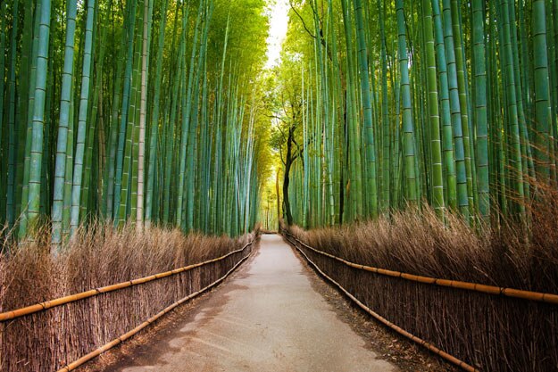 Japan Bamboo