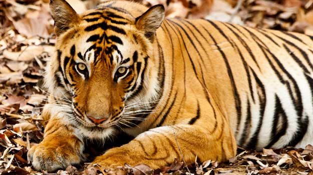 Madhya-Pradesh-Bandhavgarh