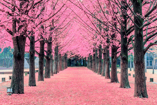 Pink Korea
