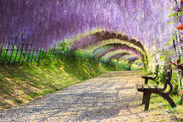 Wisteria