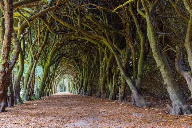 Yew Ireland