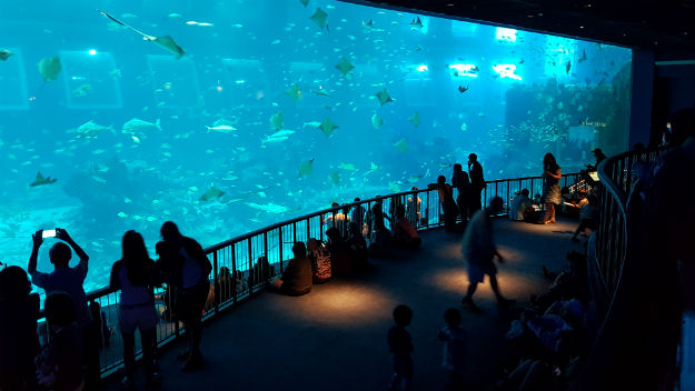 SEA