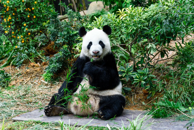 Singapore Zoo