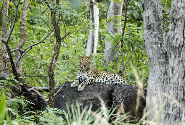 Travel Articles | Travel Blogs | Travel News & Information | Travel Guide | National Park wildlife safari: Here are 5 reasons why you must visit Pench Tiger Reserve this summer Travel Articles | Travel Blogs | Travel News & Information | Travel Guide | National Park wildlife safari: Here are 5 reasons why you must visit Pench Tiger Reserve this summer