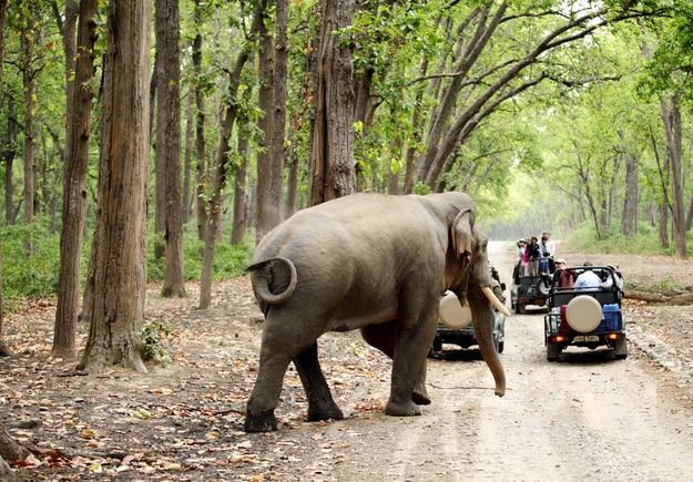 Safari jeeps on game drive watching huge tusker moving in the forest of Dhikala in Jim Corbett, Uttrakhand