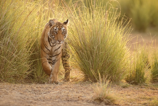 Tiger in a beautiful golden light in Ranthambhore National Park
