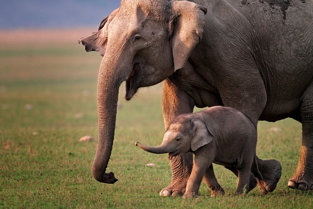 Wild Asian elephant mother and calf, Corbett National Park