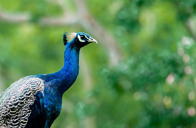 Peacock at Bandipur