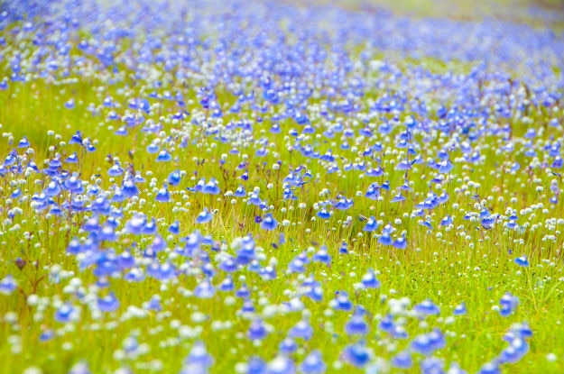 Kaas plateau in Maharashtra's Satara region