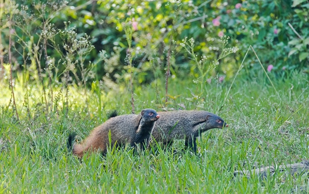 Karnataka-Mongoose