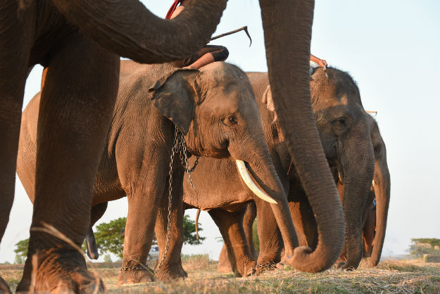 Elephant cruelty in Asia
