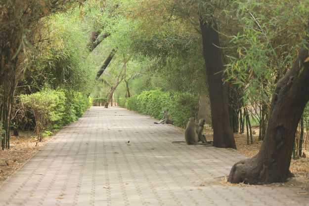Indroda Nature Park in Gandhinagar