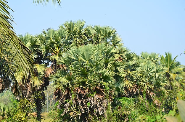 Toddy in Mangalore
