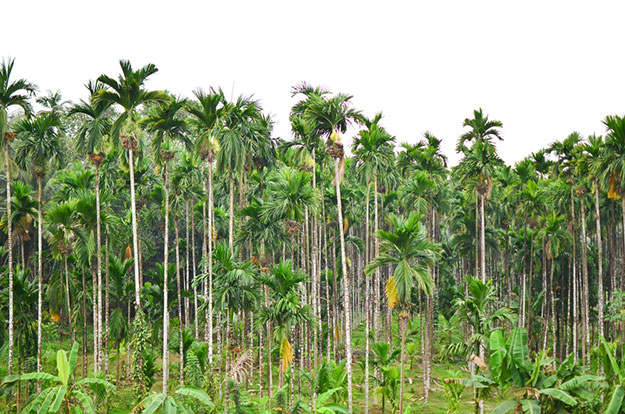 Mangalore 7