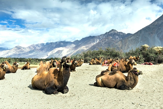 5,000+ Nubra Valley Stock Photos, Pictures & Royalty-Free Images