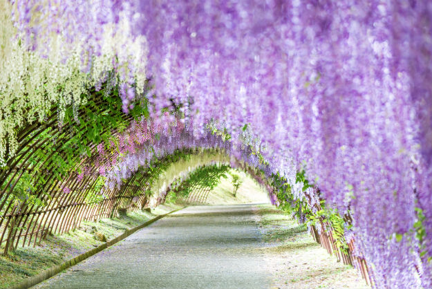 Wisteria tunnel in Japan