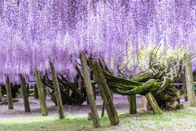 Trees in Wisteria