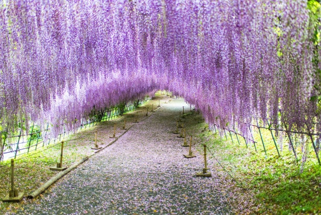 Wisteria tunnel main