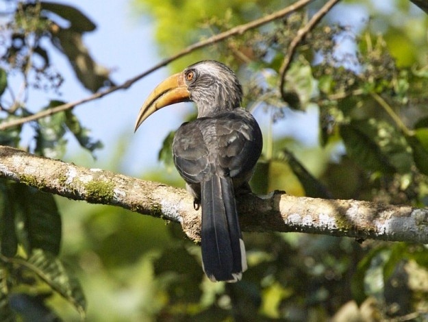 Malabar Grey-Hornbill (Ocyceros griseus) at Thattekad, Kerala, Photograph courtesy: Lip Kee Yap/Creative Commons