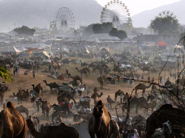 A scene of Sonepur Cattle Fair, Photograph courtesy: Wikimedia Commons